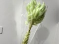 preserved-flowers-small-4