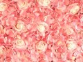 pink-peach-rose-hydrangea-flower-wall-backdrop-event-birthday-party-small-0