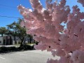 for-hire-240cm-artificial-blossom-tree-small-2