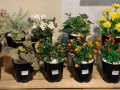 artificial-plants-various-style-new-condition-12-small-0