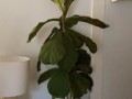 fiddle-fig-plant-with-pot-small-2