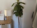 fiddle-fig-plant-with-pot-small-0