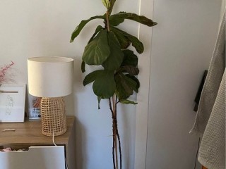 Fiddle fig plant with pot