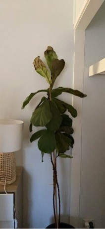 fiddle-fig-plant-with-pot-big-2