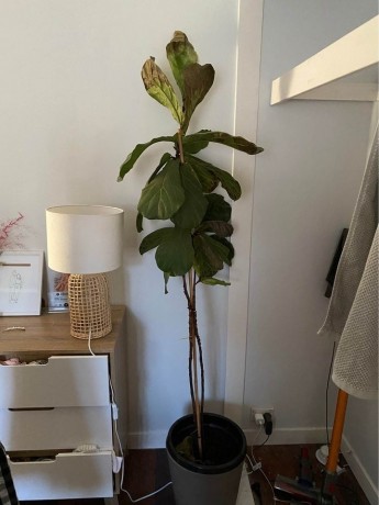 fiddle-fig-plant-with-pot-big-0